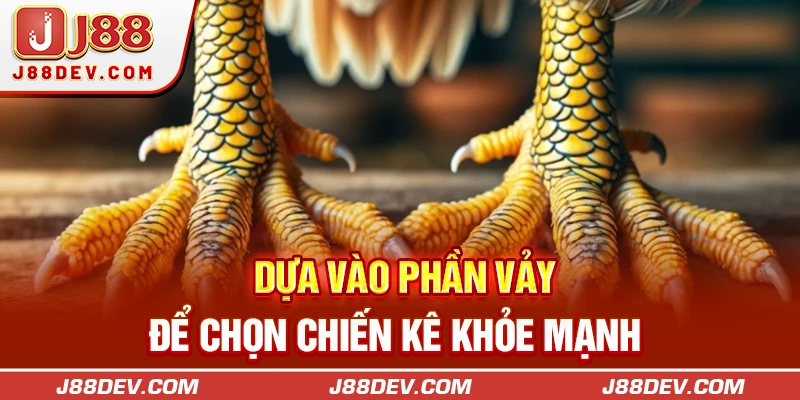Dựa vào phần vảy để chọn chiến kê khỏe mạnh