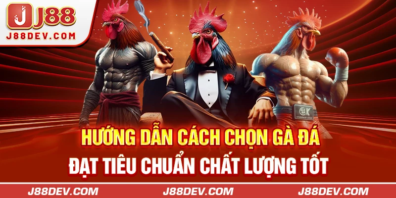 Hướng Dẫn Cách Chọn Gà Đá Đạt Tiêu Chuẩn Chất Lượng Tốt